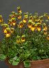 <em>Calceolaria fothergillii</em>